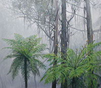 Evans-Misty-Morning-Acylic-on-Linen--122-x-107-cm-$11,000-W-.jpg